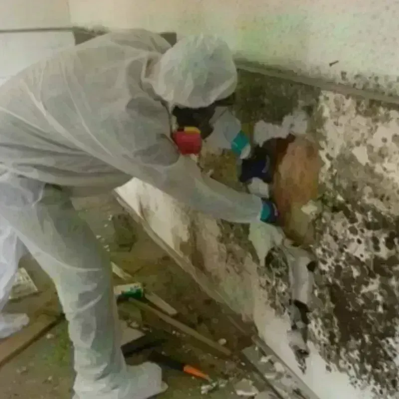 Mold Remediation and Removal in Grove City, PA